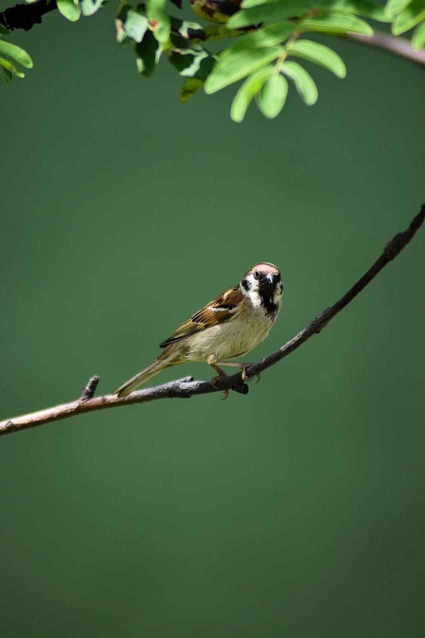 HD wallpaper: sparrow, sperling, house sparrow, bird, songbird, garden bird  | Wallpaper Flare