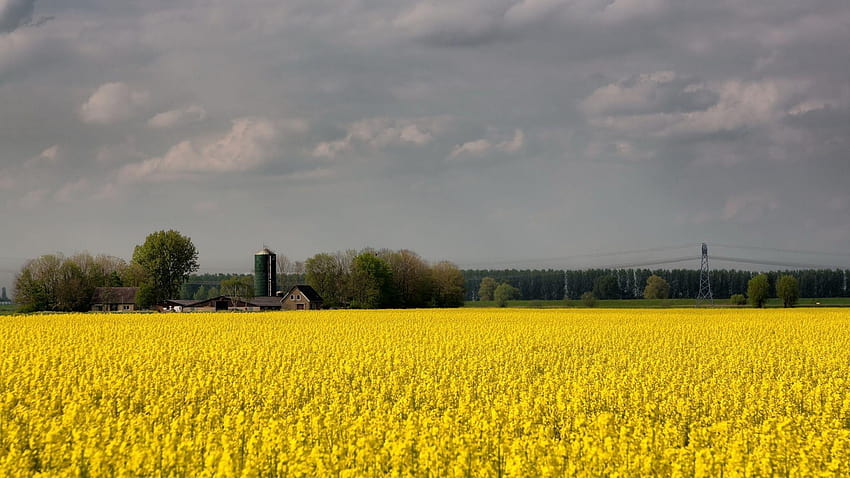 2048x1152 Field, Flowers, Yellow, Farm, agriculture HD wallpaper