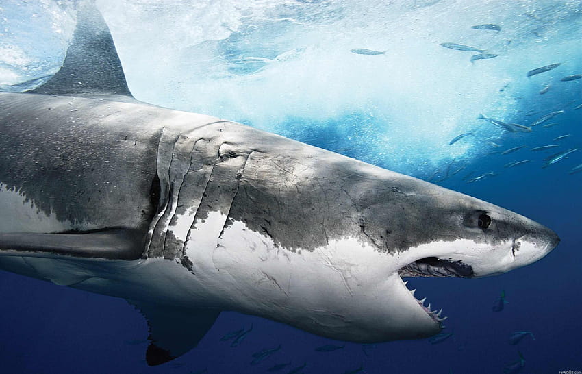 Sharks backgrounds, bull shark HD wallpaper