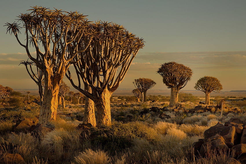 namibia áfrica atardecer árbol piedras hierba fondo de pantalla