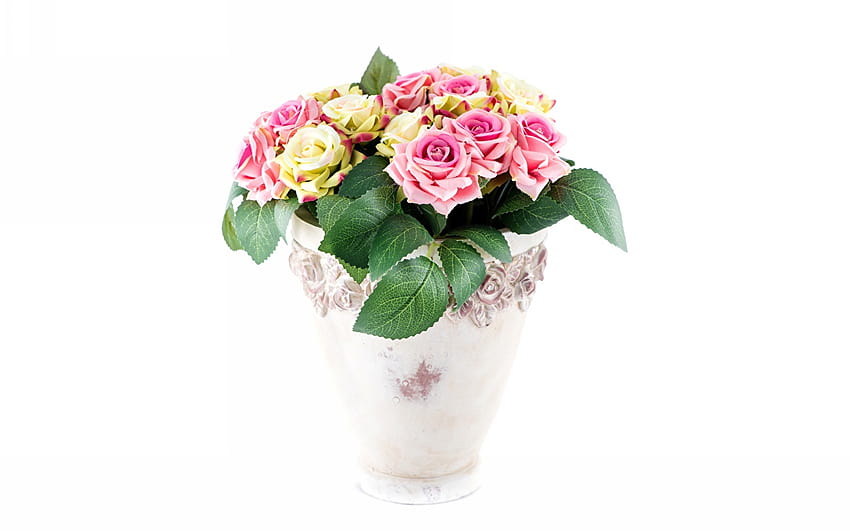 Roses plant pot flower White backgrounds, flowerpot HD wallpaper
