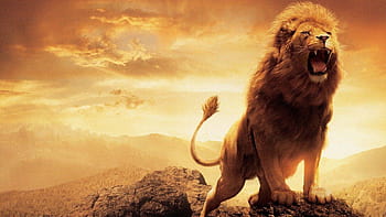 Narnia lion resolution HD wallpapers | Pxfuel