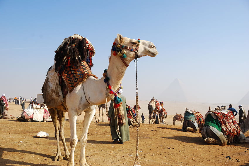 Camel for Riding in Egypt Country Animal HD wallpaper