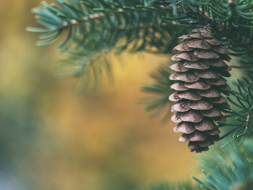 Tree, branch, cone and pine cone by Aaron Burden, pinecone HD wallpaper