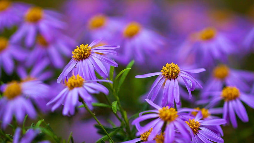 10 Bunga Warna Ungu/Ungu/Violet, warna ungu Wallpaper HD