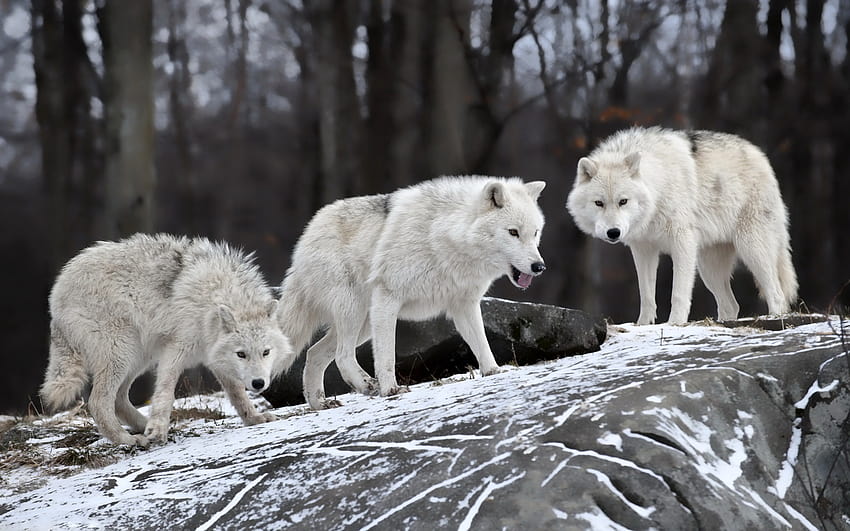 : 눈, 겨울, 야생 생물, 늑대, 북극 여우, 동물 상, 2560x1600 픽셀, 척골가 있는, 사르풀 울프 도그, 포유 동물처럼 개, 그린 랜드 개, 개 잡종, 체코 슬로바키아 wolfdog, 큰 개자리 루 푸스 툰드라 룸, 서쪽 시베리아 라이카 2560x1600 HD 월페이퍼