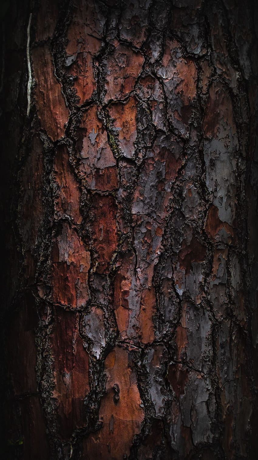 Texture, Wooden, Bark, Macro, Tree, tree bark HD phone wallpaper