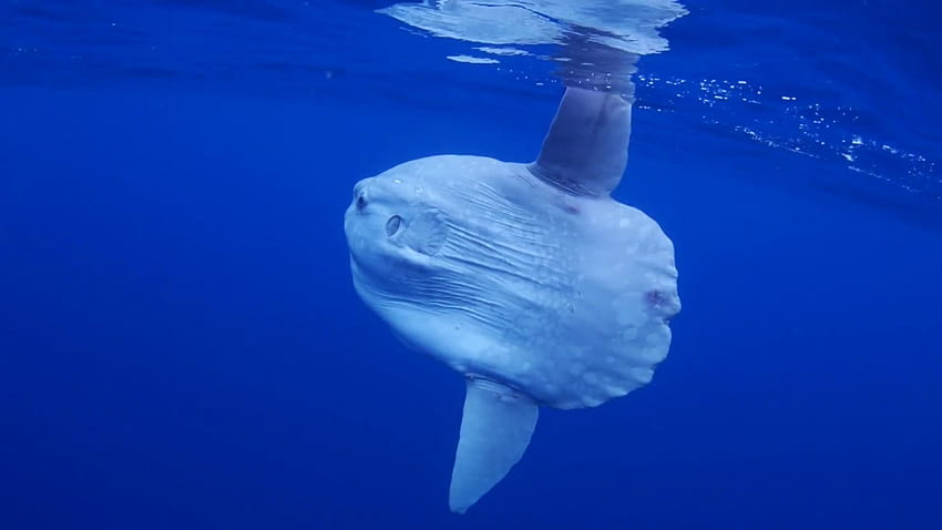 Ocean sunfish HD wallpaper | Pxfuel