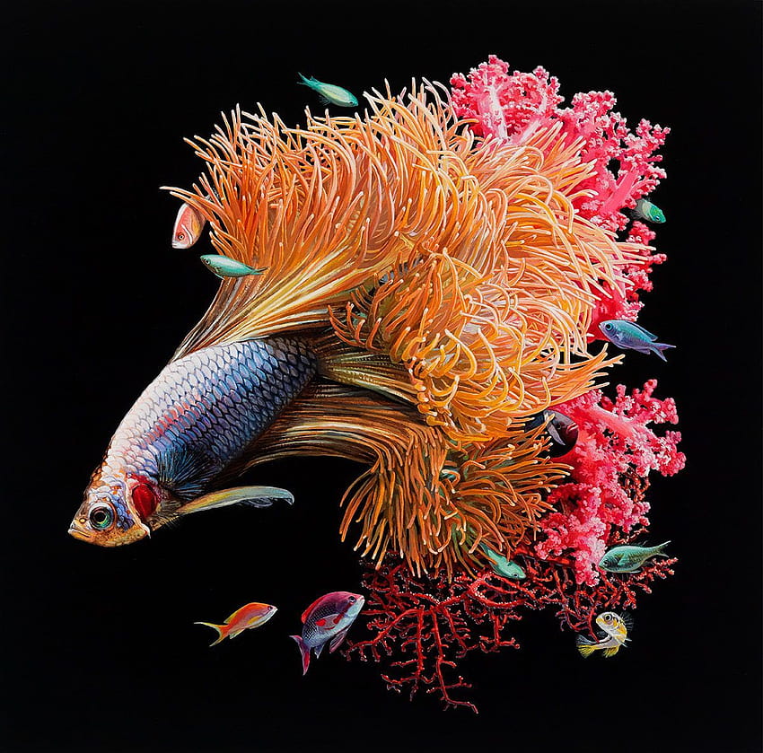 Hyper, brightly colored fish HD wallpaper