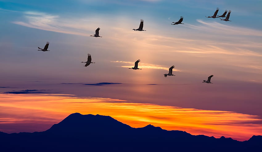 Migratory Birds HD wallpaper