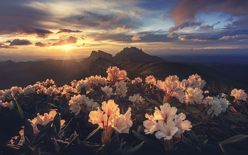 Rhododendron, mountains, sunrise, morning 2880x1800, rhododendrons HD wallpaper