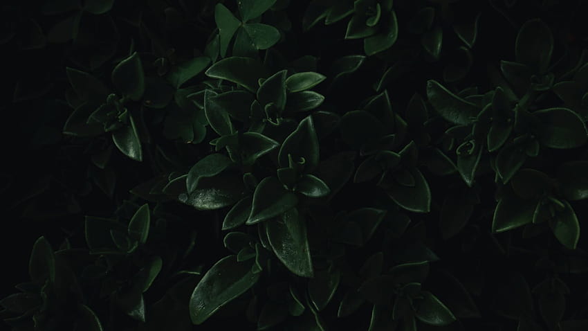 folhas verdes, close-up, escuro, retrato, plano de fundo, d16c59, folha escura papel de parede HD