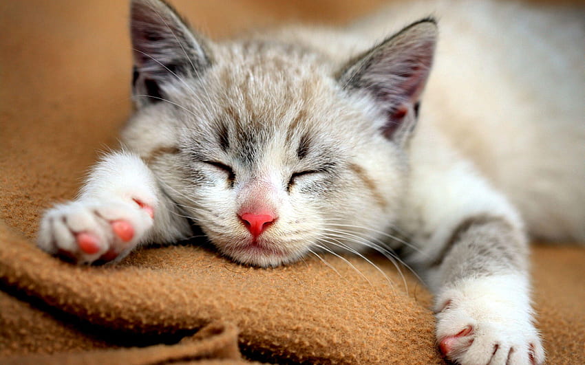 Cute Cat Pics, cute cat as dp HD wallpaper | Pxfuel