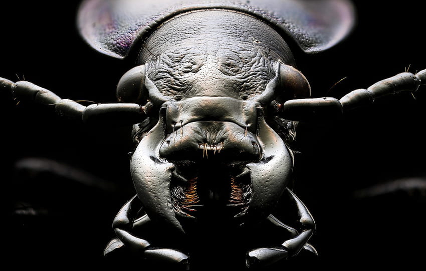 macro, insect, surreal, coleoptera , section животные HD wallpaper