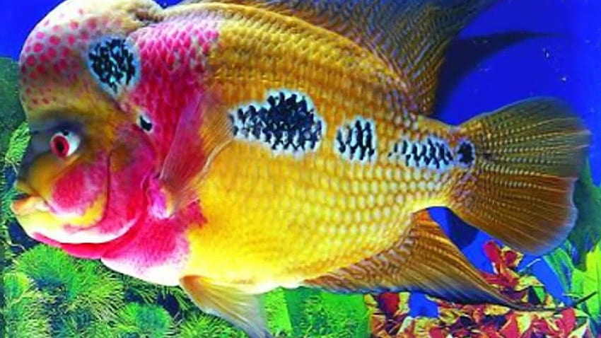 Types of Flowerhorn Fish, flower horn fish HD wallpaper