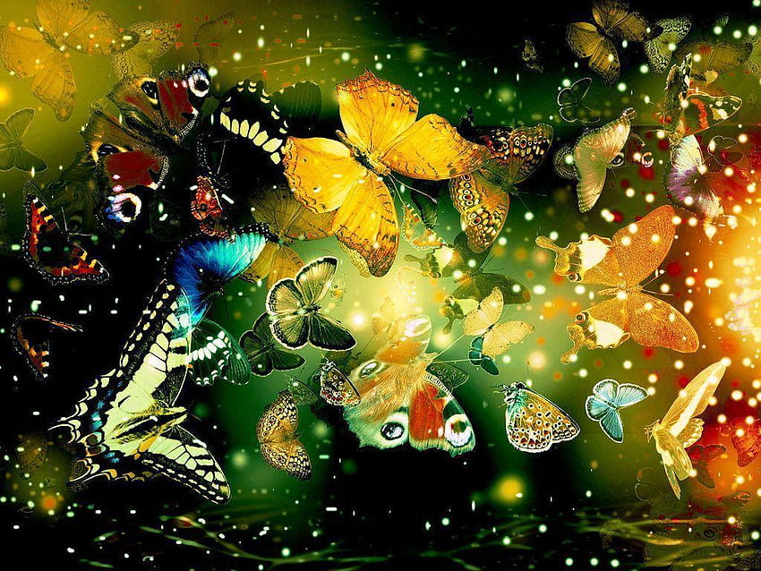 Best butterfly HD wallpaper
