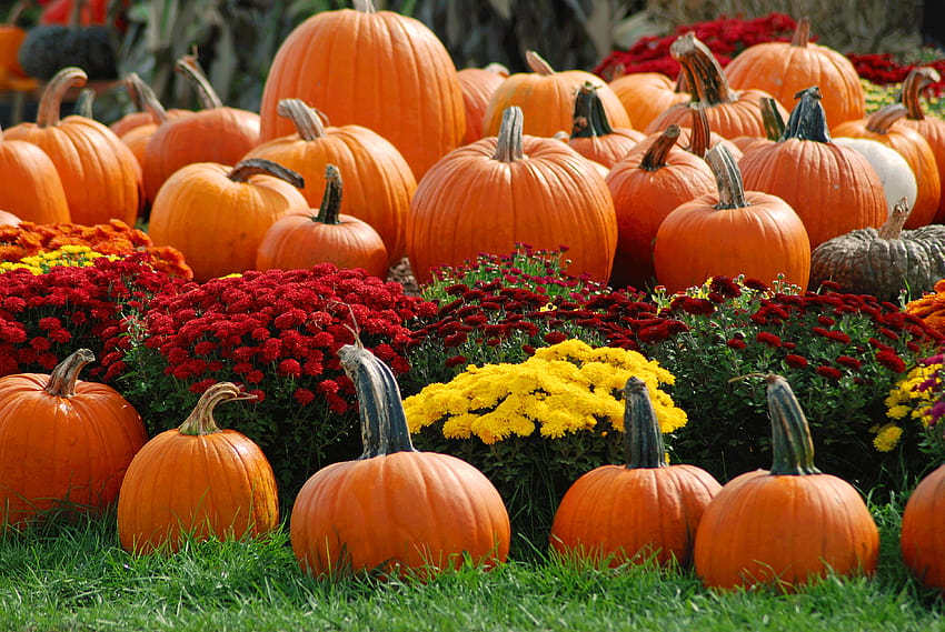 Pumpkin Farm, autumn harvest pumpkin HD wallpaper