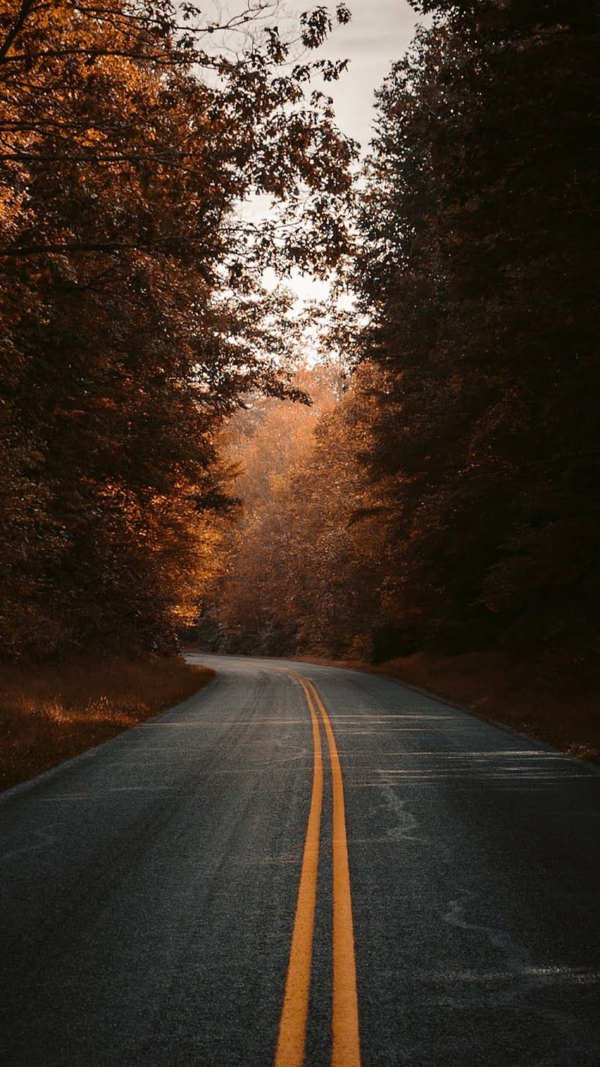 Autumn road, avenue in autumn HD phone wallpaper | Pxfuel