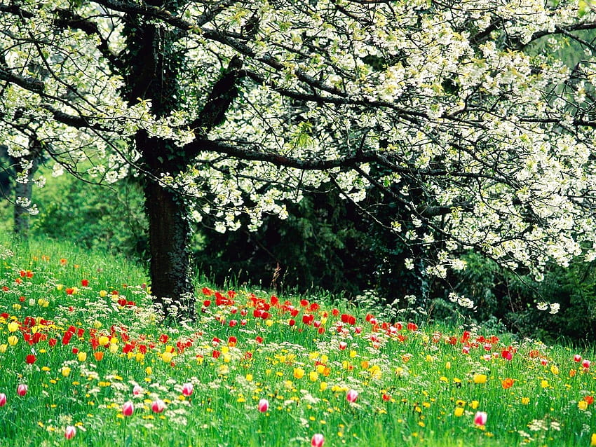 Beautiful Spring Flowers HD wallpaper | Pxfuel