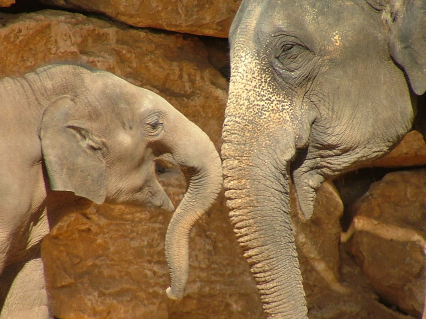 파일:아시아 코끼리와 아기.JPG, 코끼리 엄마와 아기 HD 월페이퍼
