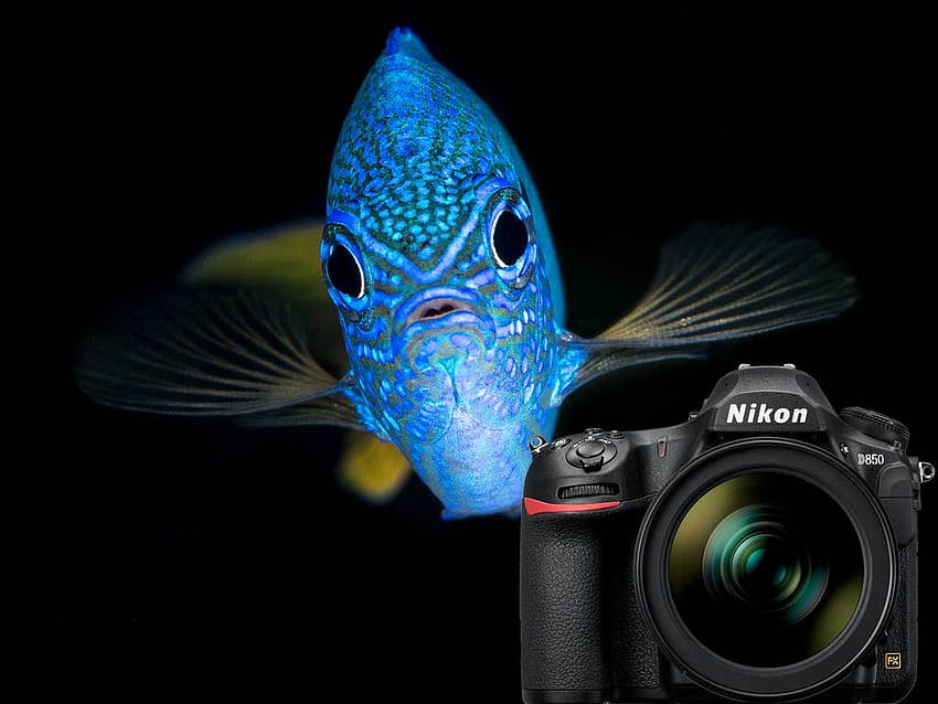 Nikon D850 Underwater – Ikelite HD wallpaper