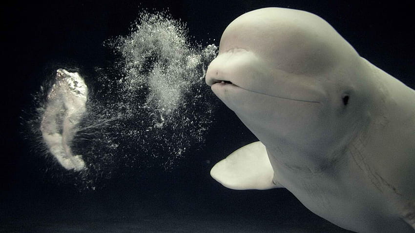 Japan aquarium beluga whales HD wallpaper