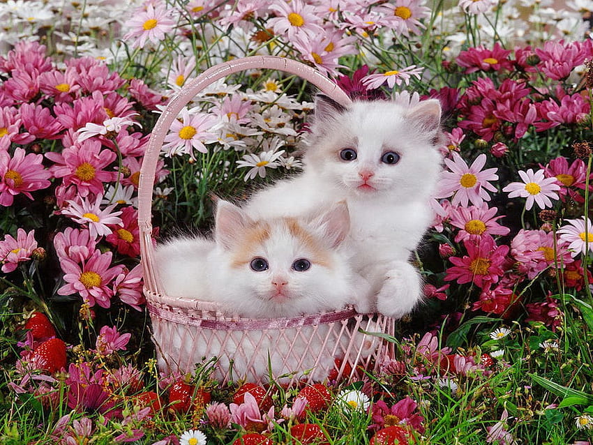 Kittens And Flowers, cat with flower HD wallpaper
