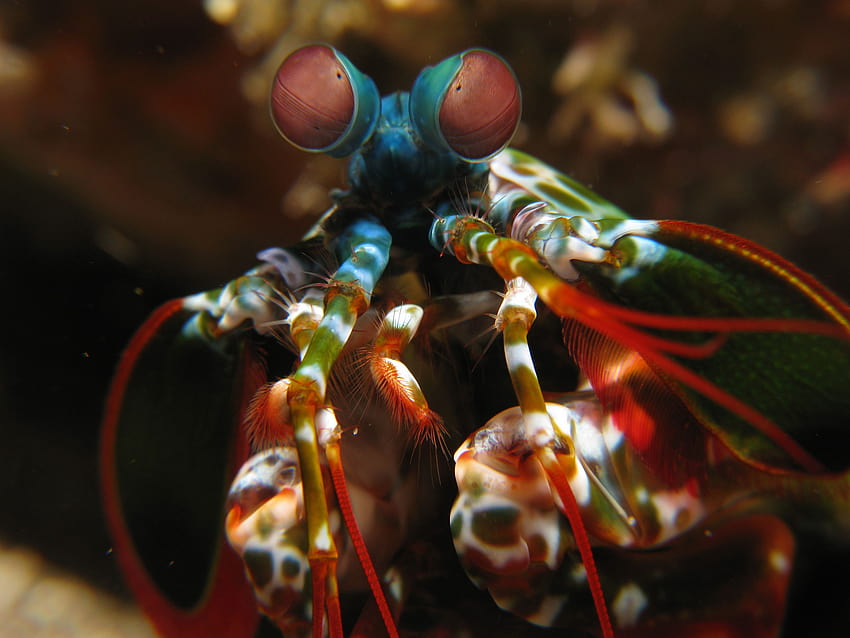 File:Mantis shrimp HD wallpaper