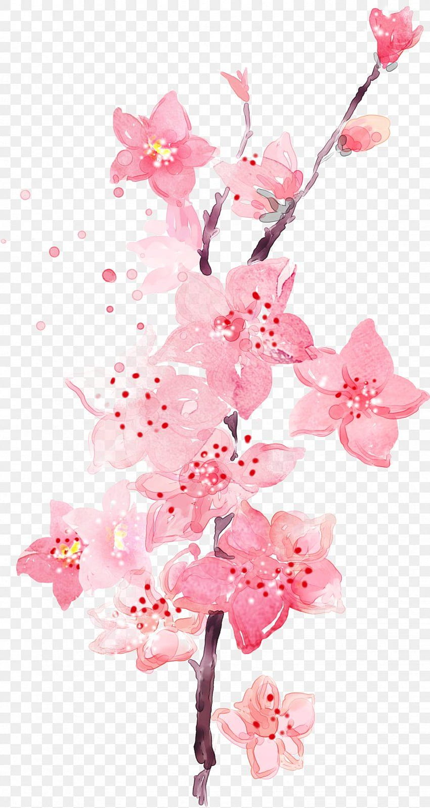 Erik Çiçeği, PNG, 1528x2875px, Erik, Çiçeği, Şube, Cdr, Kiraz Çiçeği HD telefon duvar kağıdı