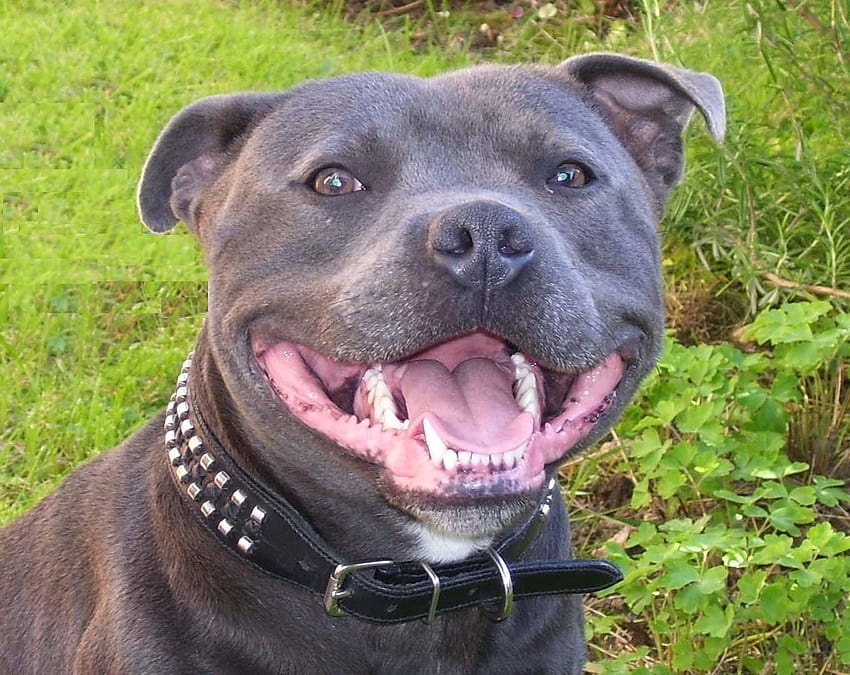 Staffie Smile., staffordshire bull terriers HD wallpaper | Pxfuel