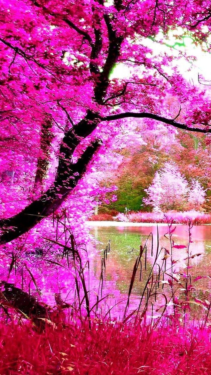Beautiful Pink Nature Iphone, latest nature iphone HD phone wallpaper