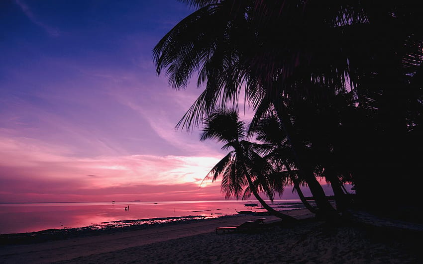 Palm trees, beach, nature, sunset , 1280x800, Full , TV, F, , purple palm trees HD wallpaper