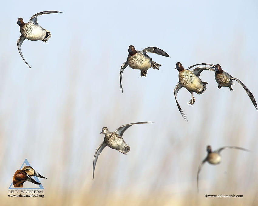Група водолюбиви птици, фонове за лов на гъски HD тапет