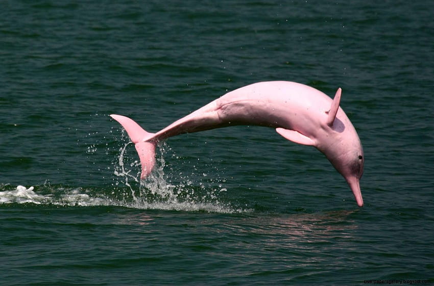 Baby Amazon Pink River Dolphin, delfini rosa Sfondo HD