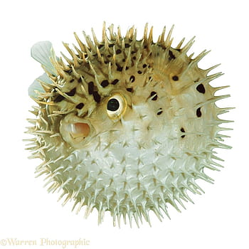 PufferFish Images  Browse 74 Stock Photos Vectors and Video  Adobe  Stock