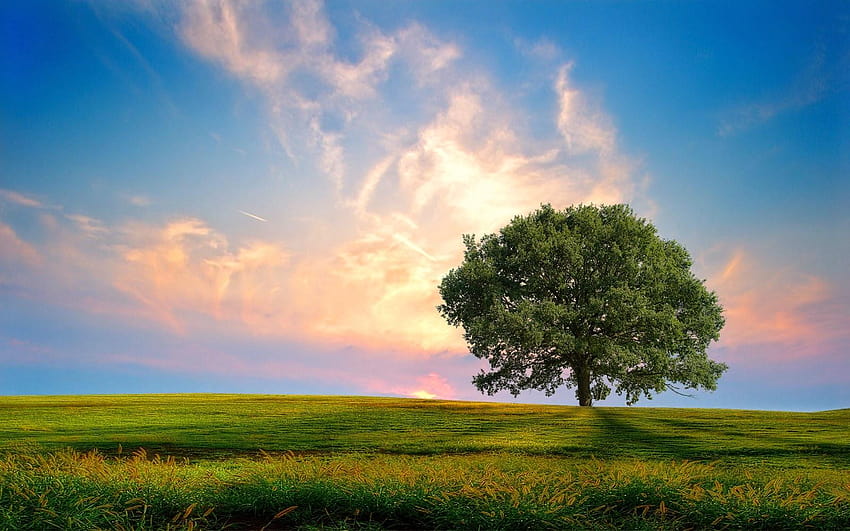 Lonely Tree, the lonely tree HD wallpaper | Pxfuel