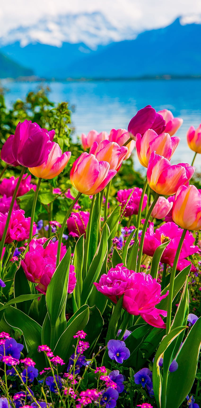 Schweiz-Blume, Dorffrühlingsblumen HD-Handy-Hintergrundbild
