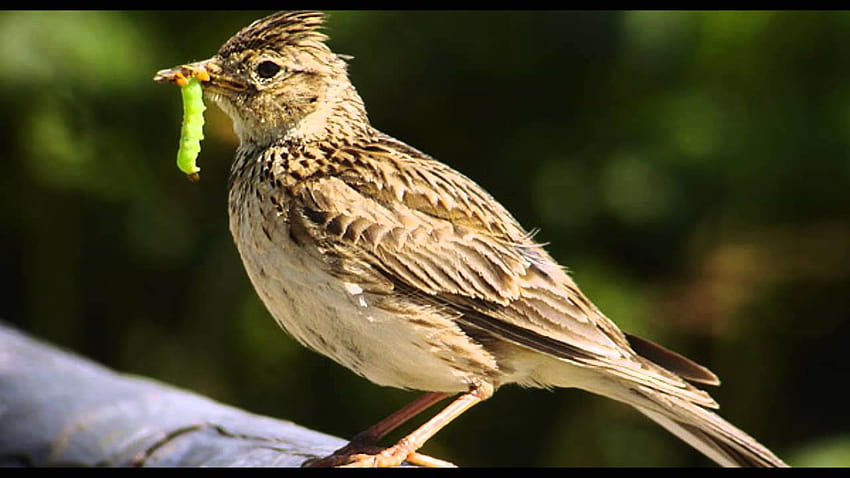 Skylark Bird Call Bird Song, skowronek zwyczajny Tapeta HD