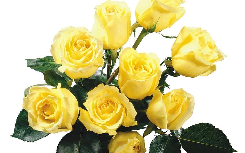 Worlds Top Beautiful Flowers, single yellow rose HD wallpaper