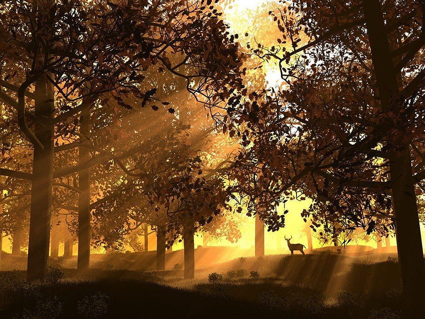 Deer Tag : Bambi Woodland graphy Animals Deer, forbidden forest HD wallpaper