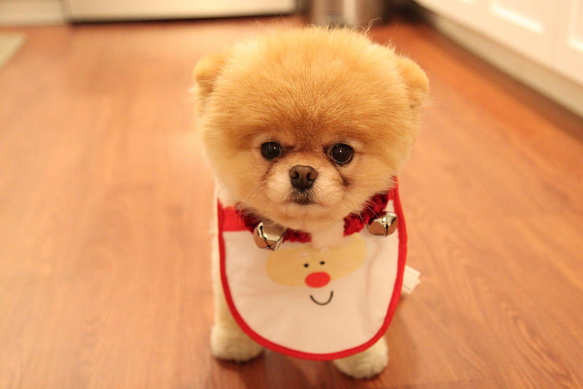 The Net Worth Of These Famous Animals Will Enrage You, jiffpom HD wallpaper