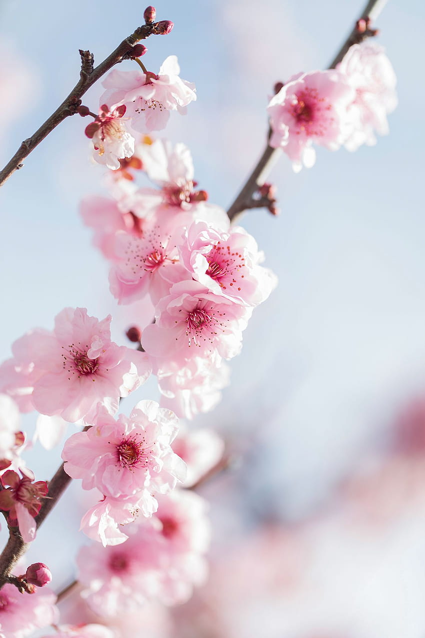 260 Peach blossom ideas, peach spring HD phone wallpaper | Pxfuel