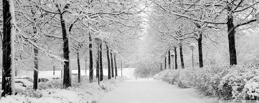 Winter In The Park Black And White Ultra Backgrounds for U TV : Multi Display, Dual Monitor : Tablet : Smartphone, spain winter HD wallpaper