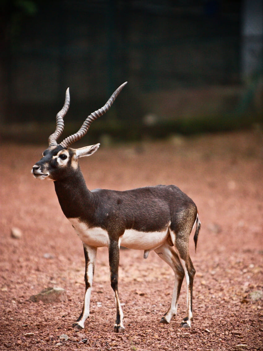 Deer Buck Black buck antilope cervo [854x1280] per il tuo, cellulare e tablet, blackbuck Sfondo del telefono HD