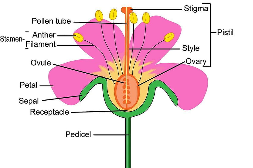 Diagrama de flores de partes de plantas, estas são as partes principais das partes reprodutivas das plantas, partes da flor papel de parede HD