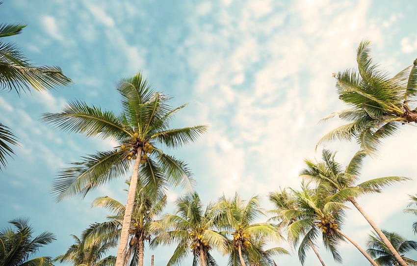 Beach, summer, palm trees, summer, beach, beautiful, summer and ...