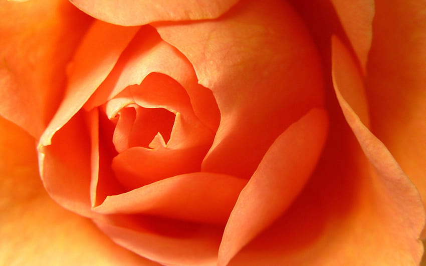 Closeup of a beautiful orange rose flower on a dark blue background Stock  Photo - Alamy
