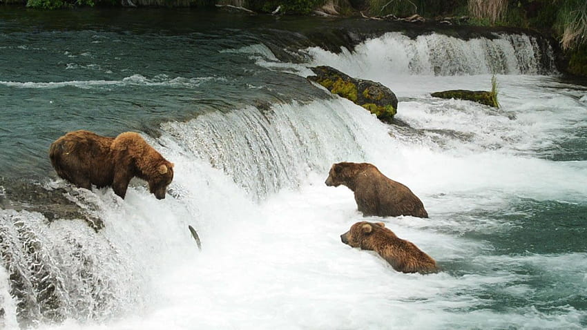 Alaskan brown bears wait for salmon at Brooks Falls in Katmai, katmai national park and preserve HD wallpaper