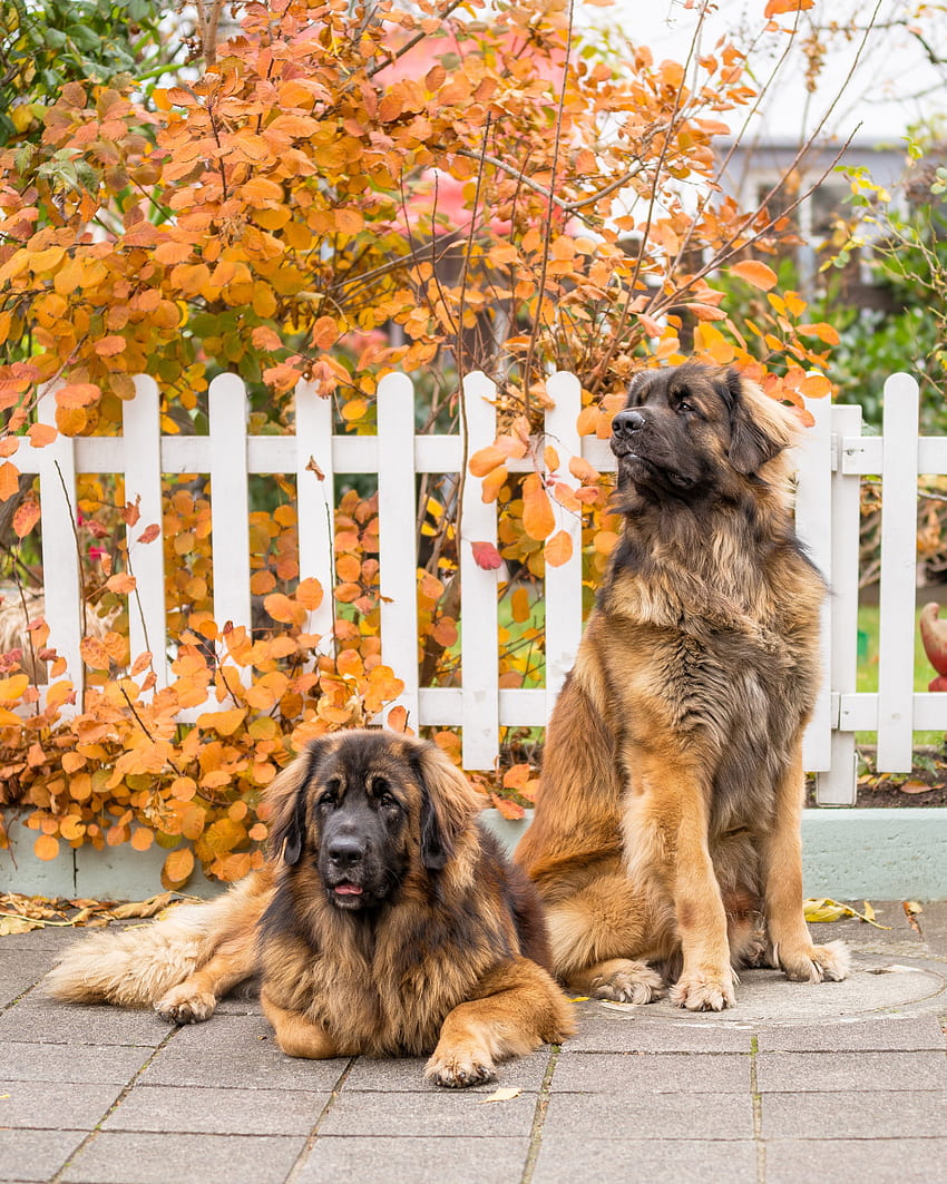 855218 Leonberger, Dogs, Two HD phone wallpaper