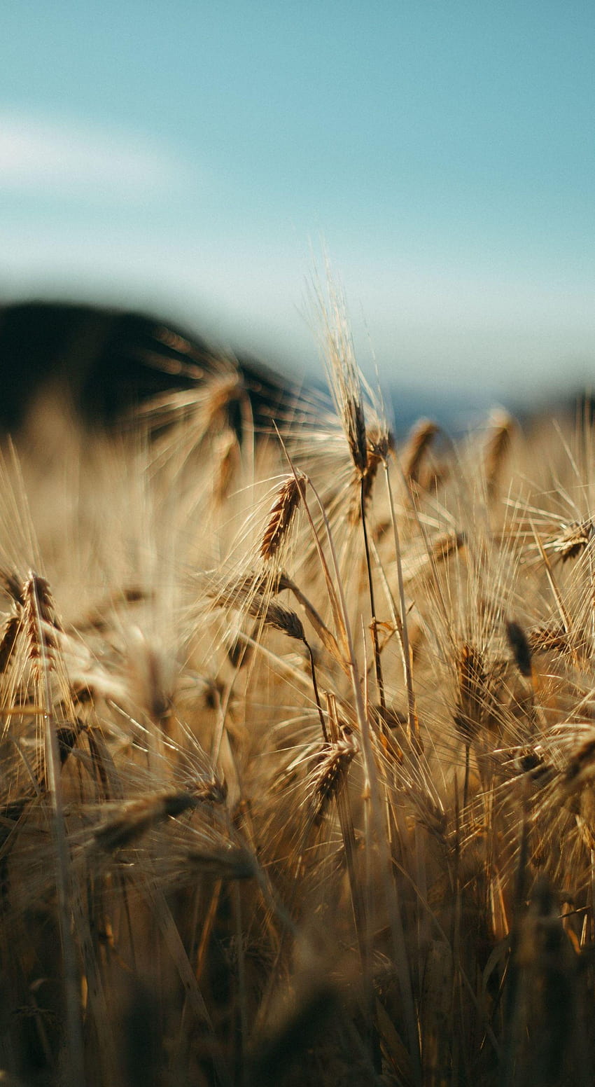 Harvest, golden wheat, farm, 1440x2630, farm phone HD phone wallpaper |  Pxfuel